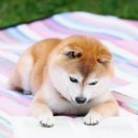 woo樱花树下的约定oow