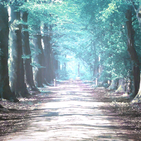 爱吃炸鸡的夕阳