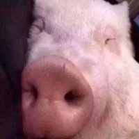 海贼王的牛B人物