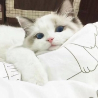 爱霍阔落的溪溪