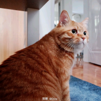 哪个哪个都不是