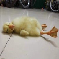 手机用户8699yffpw