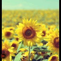 手机用户7869yyhrk