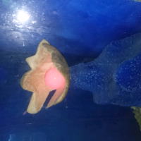 手机用户7386mgcrd