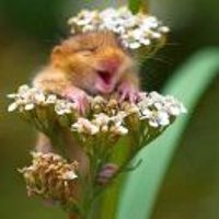 婷在闲时看花开花落