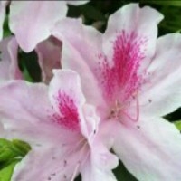 笃志前行的金金