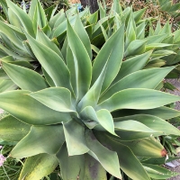 夏日黎明天边的云