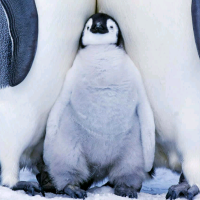 手机用户9486tvzeb