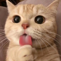 小熊3333