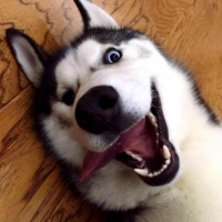 手机用户5517ttyhf