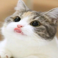 手机用户4303vscye