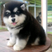 手机用户8466nysey