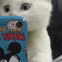 手机用户6516vcqex