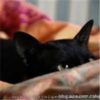 猫小懒baby