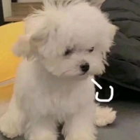 莫愁一舞定终生