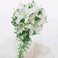 哼小调lily