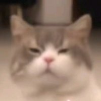 泥鳅几维鸟翻斗鱼