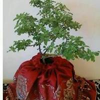 IrisAmy