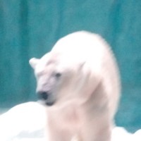 罗丽1