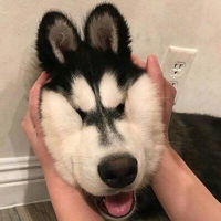 鸡智的胡汉三