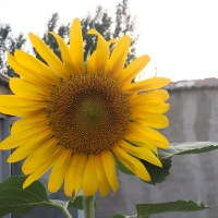 一辈子的爱33404