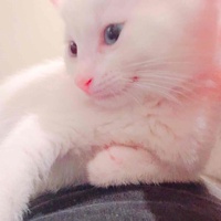 【日语学习角】和肉松一起加油哦