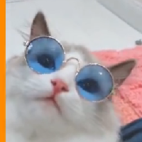 琴丝悠扬哲舟伴