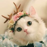 星晴羽