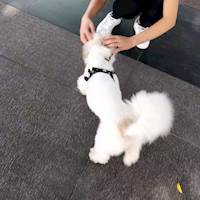女疯子呀
