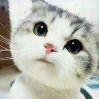 严雨碟