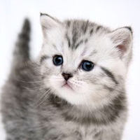 吸血神兽爆肌蚊