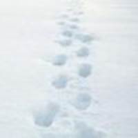 一步一个脚印83762