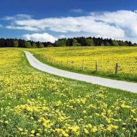 优雅气质大美女