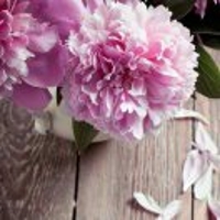 花开荼靡殤半夏