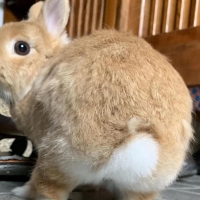 酱香麻辣猪肘子